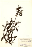 藏品(大葉溲疏)的圖片